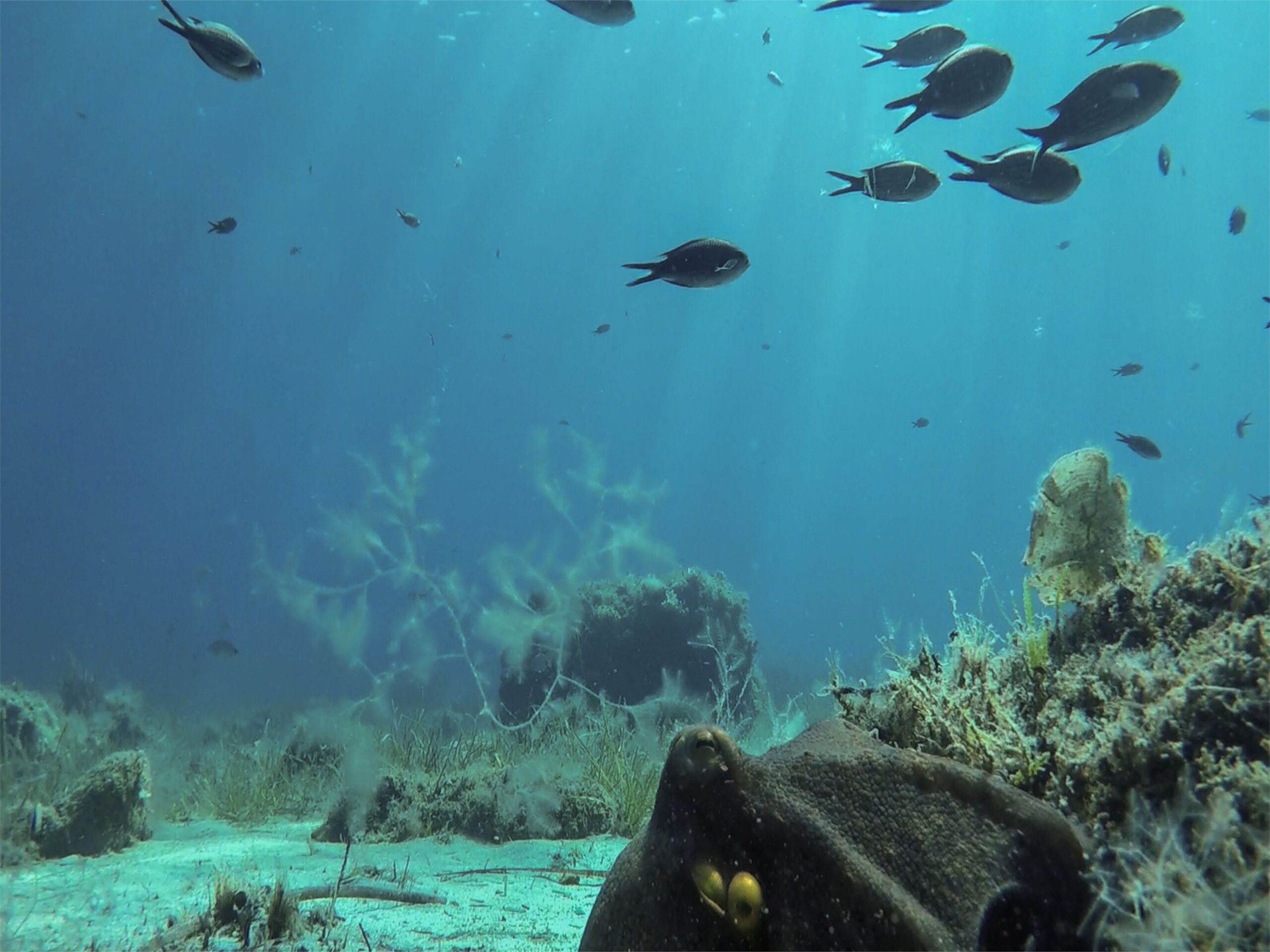 Pantelleria Fishing trip